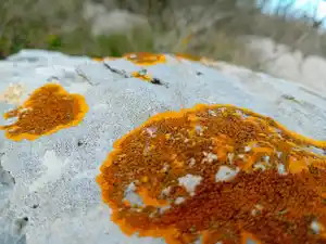 sécurité, calme, identité profonde, joie