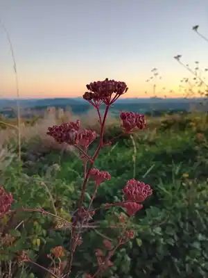 IFS, Aromathérapie, Breathwork